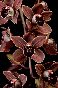 Cymbidium Charles Weckerle Thrun Puerto Rico AM/AOS 80 pts.